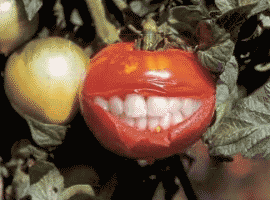 Tomate trait�e aux OGM !