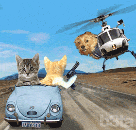 Quand les animaux veulent jouer aux h�ros !