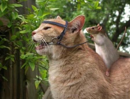 R�ve de souris !