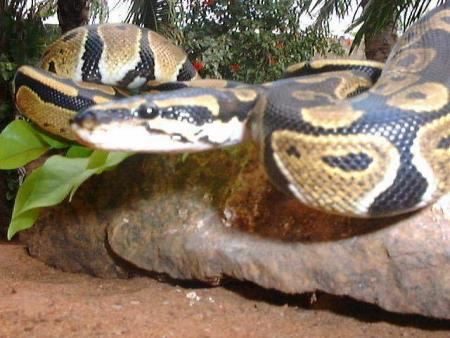 Elle frappe un serpent � mains nues !