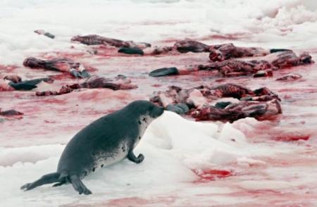 URGENT ! Le massacre de 275'000 b�b�s phoques continue 