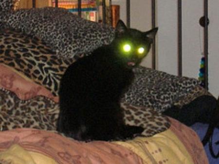 Un chat radioactif fait passer son ma�tre pour un terroriste !