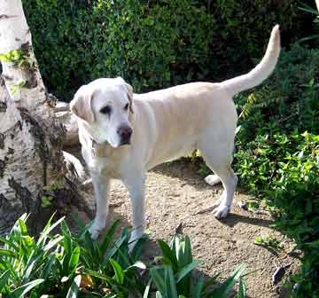 Un chien diagnostique le cancer de sa ma�tresse !
