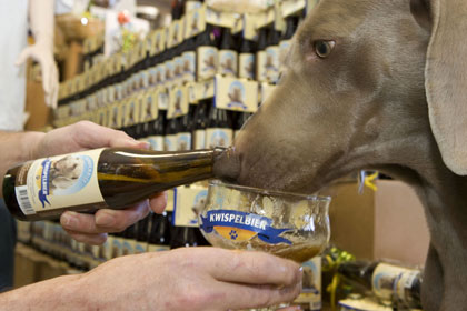 Une animalerie australienne brasse une bi�re pour chien !