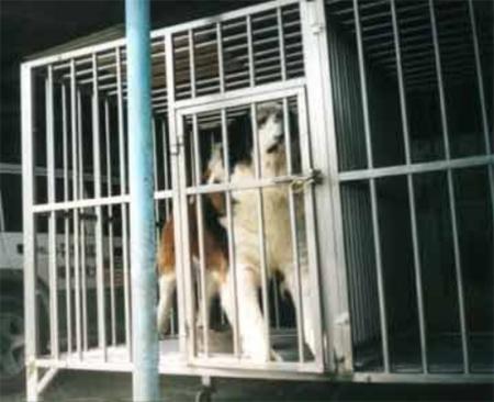 La Cor�e du Sud veut classer le chien comme animal de boucherie !
