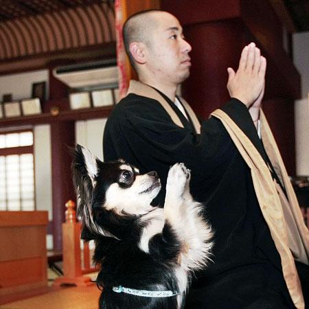 Le chien bouddhiste, �a existe !