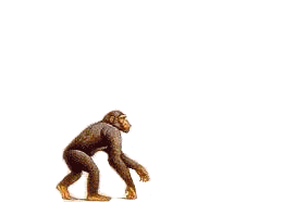 L'�volution de l'homme !