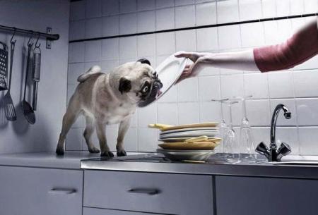 Votre lave-vaisselle est en panne, le d�pannage canin est l�!