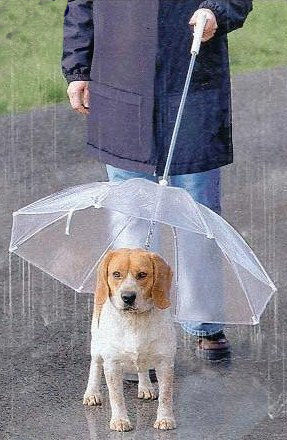 Fini le chien tout mouill� !