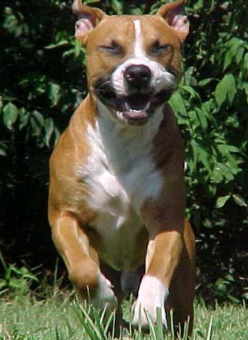 36 pitbulls rien que �a !
