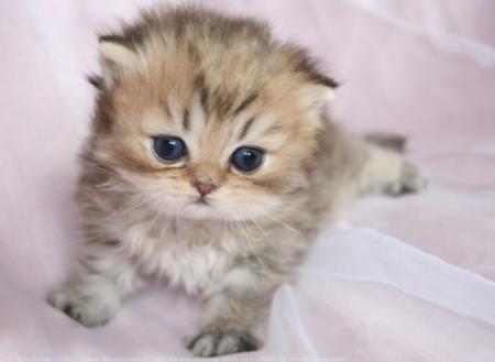 Pri�re du chat