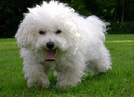 Pri�re du chien