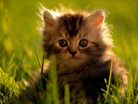 Les effets hallucinog�nes de l'herbe aux chats !