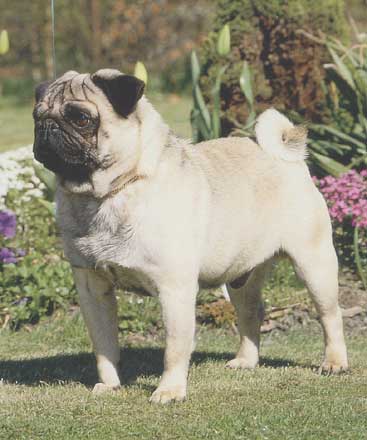 Le chien qui dit I love you !