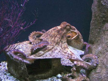 Pieuvre contre requin : qui gagne � votre avis ?