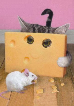 Allez petite souris mange bien !