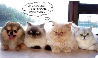 Que l'intrus se d�nonce !