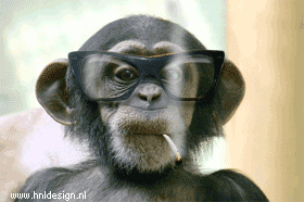 Et oui, nous descendons bien du singe ! 