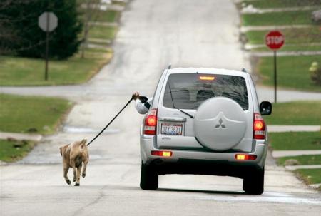 Trop fain�ant pour promener son chien !