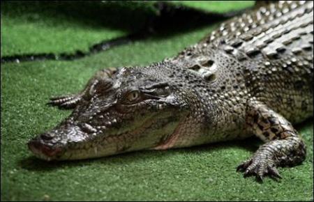 Un crocodile tombe du 12 �me �tage