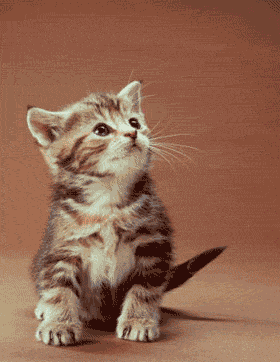 Attention chaton en col�re !