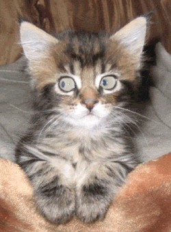Th�rapie sous hypnose pour un petit chat obs�d� par les souris