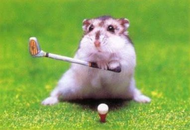 Concentration extr�me pour ce golfeur renomm�