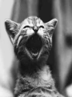 Arr�tes ! Arr�tes ! Tu me fais trop rire !