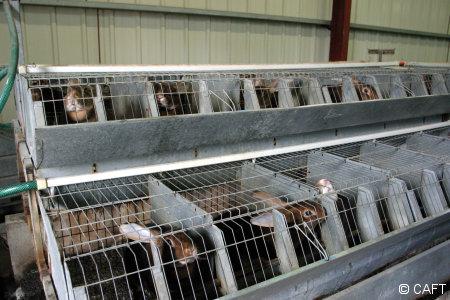 Non � l'�levage cruel des lapins en batterie !
