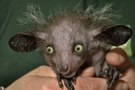 On a retrouv� un Gremlins !