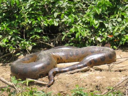Un serpent r�gurgite un hippopotame !