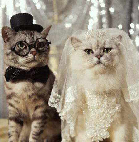 Je vous d�clare unis par les liens du mariage !