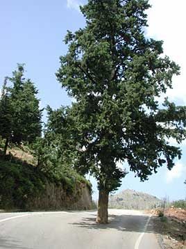 Il faut toujours se m�fier des arbres qui traversent la route !