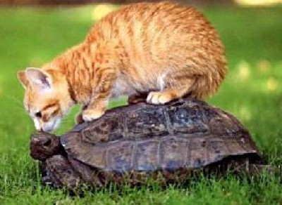 Trop lents les transports en commun !