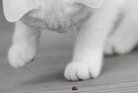 Qu'est-ce que c'est que ce truc l� ??