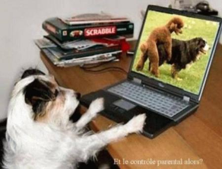 Il est devenu accro !