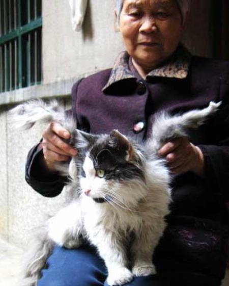 L'�tranget� des chats dit ail�s !
