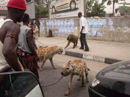 Une hy�ne comme animal de compagnie �a vous tente ?