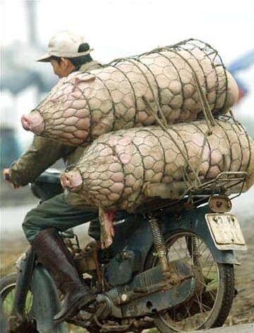 Pauvres b�tes,  transport�es ainsi jusqu'� l'abattoir !