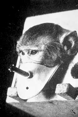 Stop aux essais de nicotine sur les animaux !
