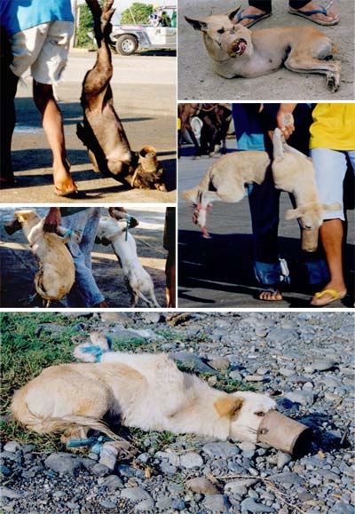 Stop � la torture des chiens et des chats d'abattoire en Asie !