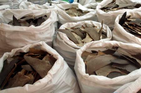 100 millions de requins massacr�s seulement pour leurs ailerons !