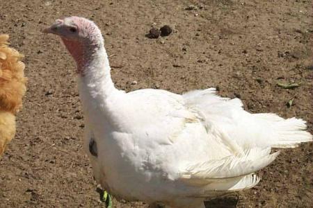 Non � la maltraitance des dindes, canards, oies d'�levage !