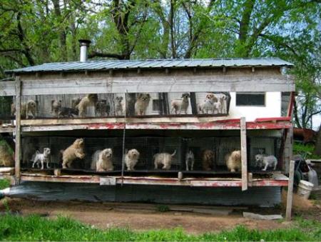 L'horreur des usines � chiots !